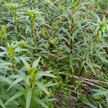 观赏百合花