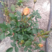 月季花花叶络石