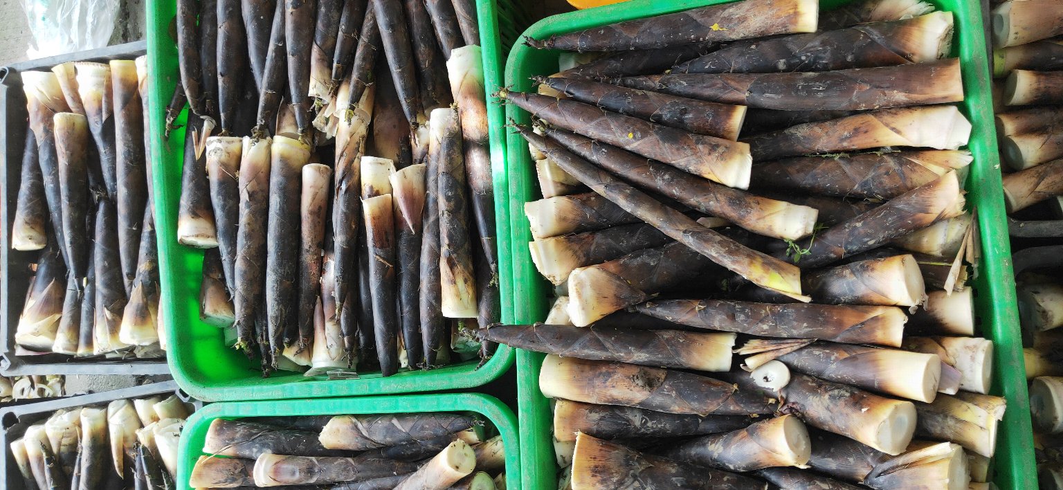 阳光明媚的早晨,在一片翠绿的雷竹林边缘,数十个竹筐整齐排列,筐内堆满刚刚采收的雷竹笋,笋体裹着泥土,工人正在搬运装箱,远处有冷链货车等候发货,展现现代化农产品流通场景 成筐的新鲜雷竹笋整齐摆放在竹林边等待装车