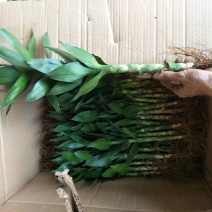 观音竹富贵竹荷花竹