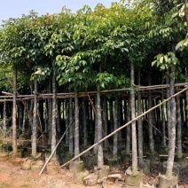 秋枫（广东普宁秋枫树供应商）（广东普宁秋枫树批发商）