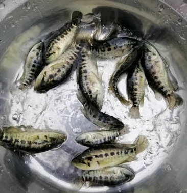 石斑鱼苗 淡水石斑 杂交石斑 耐氧 鲜活生猛
