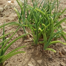 庆阳黄花菜根种苗金针菜苗萱草根农家黄花菜苗