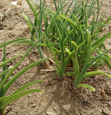 慶陽黃花菜根種苗金針菜苗萱草根農家黃花菜苗