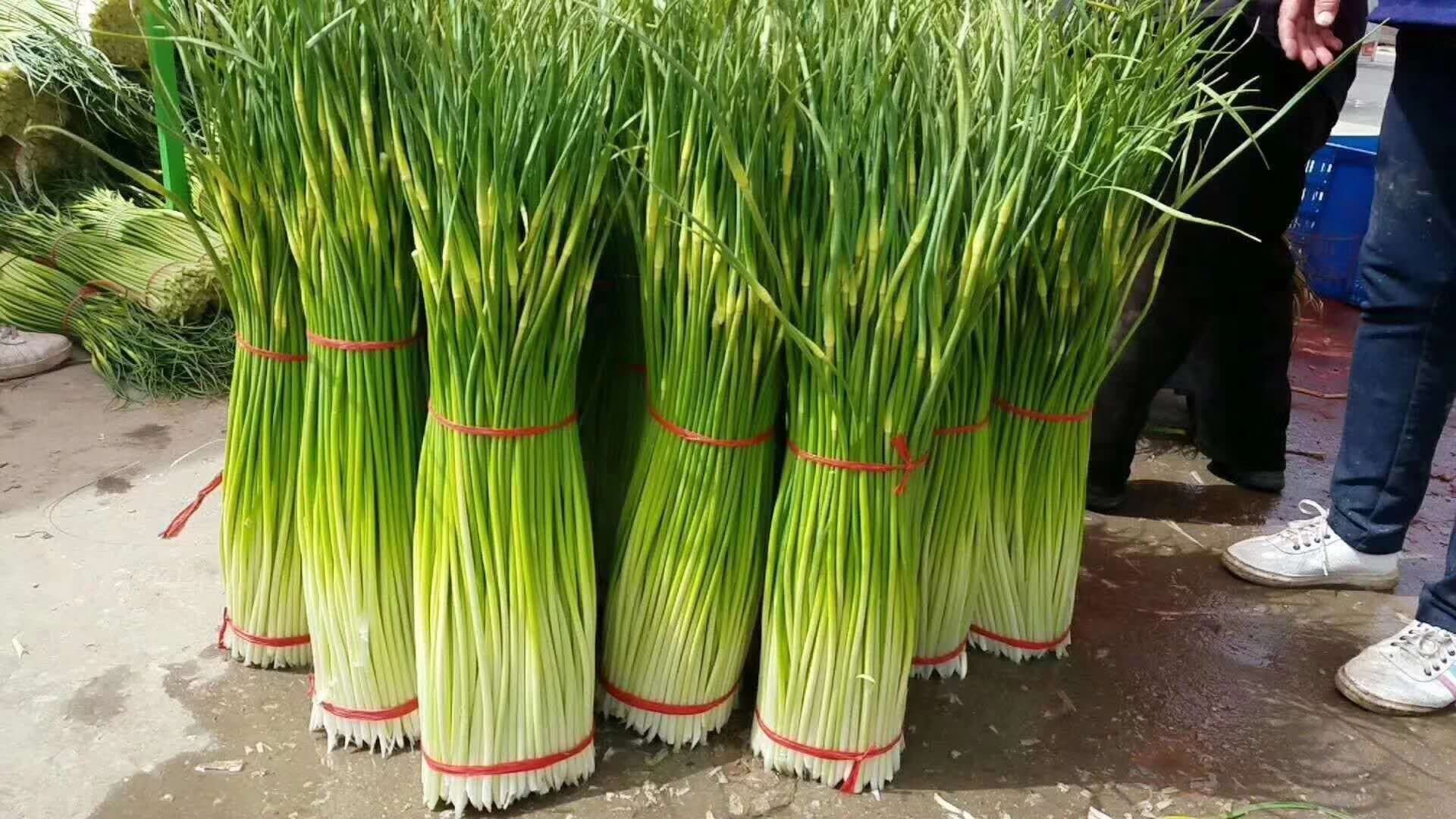 蒜薹解剖学特征:5条维管束环状排列,区别于单子叶植物平行脉,是鉴定真蒜薹的核心显微依据 显微镜下蒜薹横切面组织结构图,清晰显示5条弧形维管束环、薄壁细胞层及表皮蜡质层,标注比例尺500μm