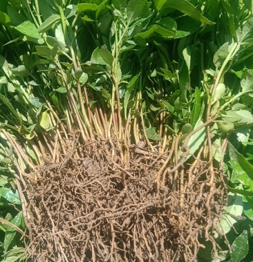 [青花椒批发]青花椒价格0.04元/棵 - 一亩田