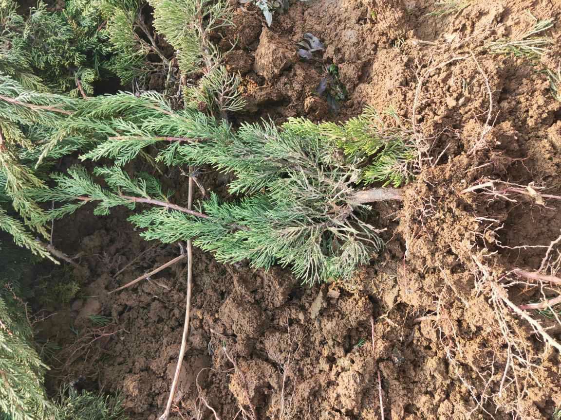 一株成熟的八角树,展示其树干、枝叶及从土壤中挖出的完整根系系统;根部呈深褐色,主根明显,侧根交错,表面可见纵向纹理和细小须根,背景为南方山区湿润林地环境 八角植株全貌及根部特写