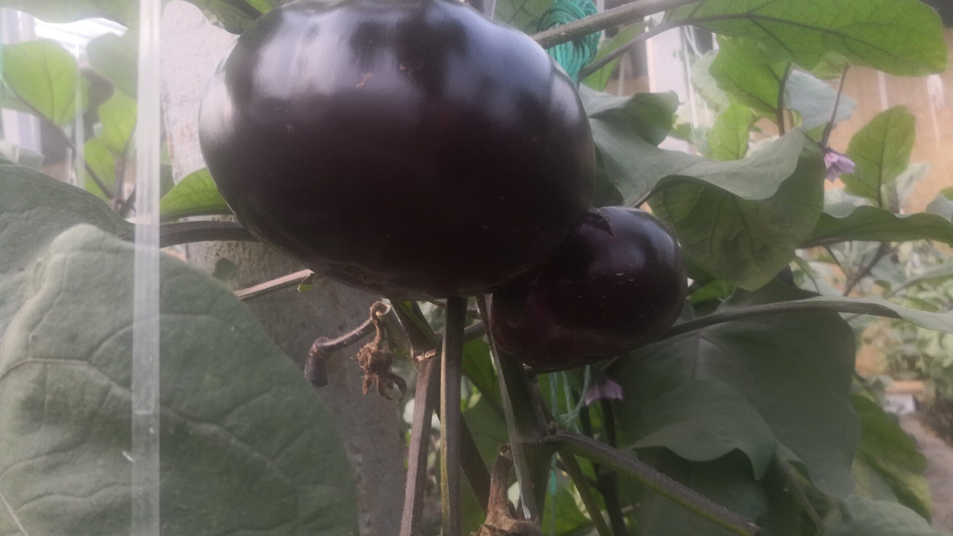 一株成熟的白茄子植株,结有3-4个椭圆形、表皮光滑洁白的果实,叶片宽大深绿,生长在湿润疏松的土壤中,背景为农村菜园环境,阳光柔和 白茄子植株特写