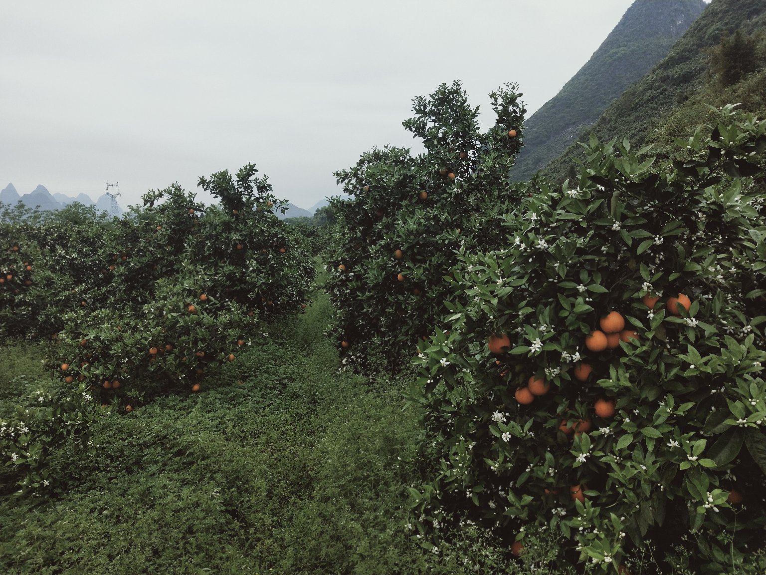 美国夏橙果园航拍全景