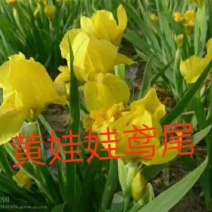 黄娃娃鸢尾花苗
