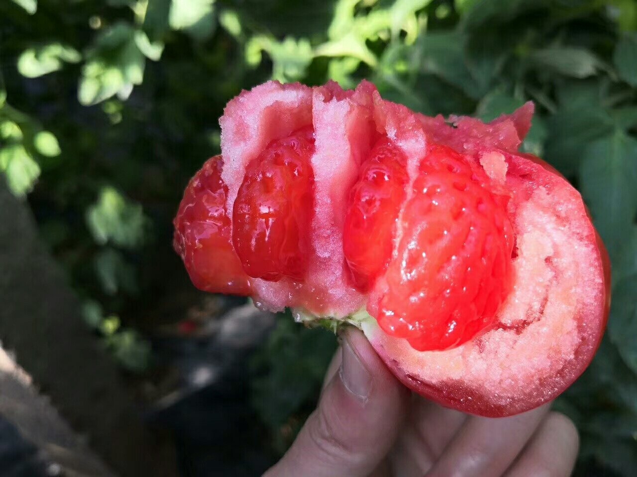 切开的成熟普罗旺斯西红柿特写