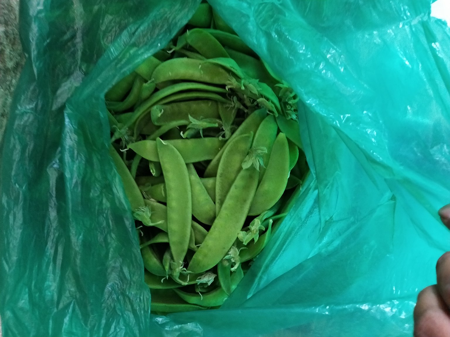 蒜蓉荷兰豆的食材准备