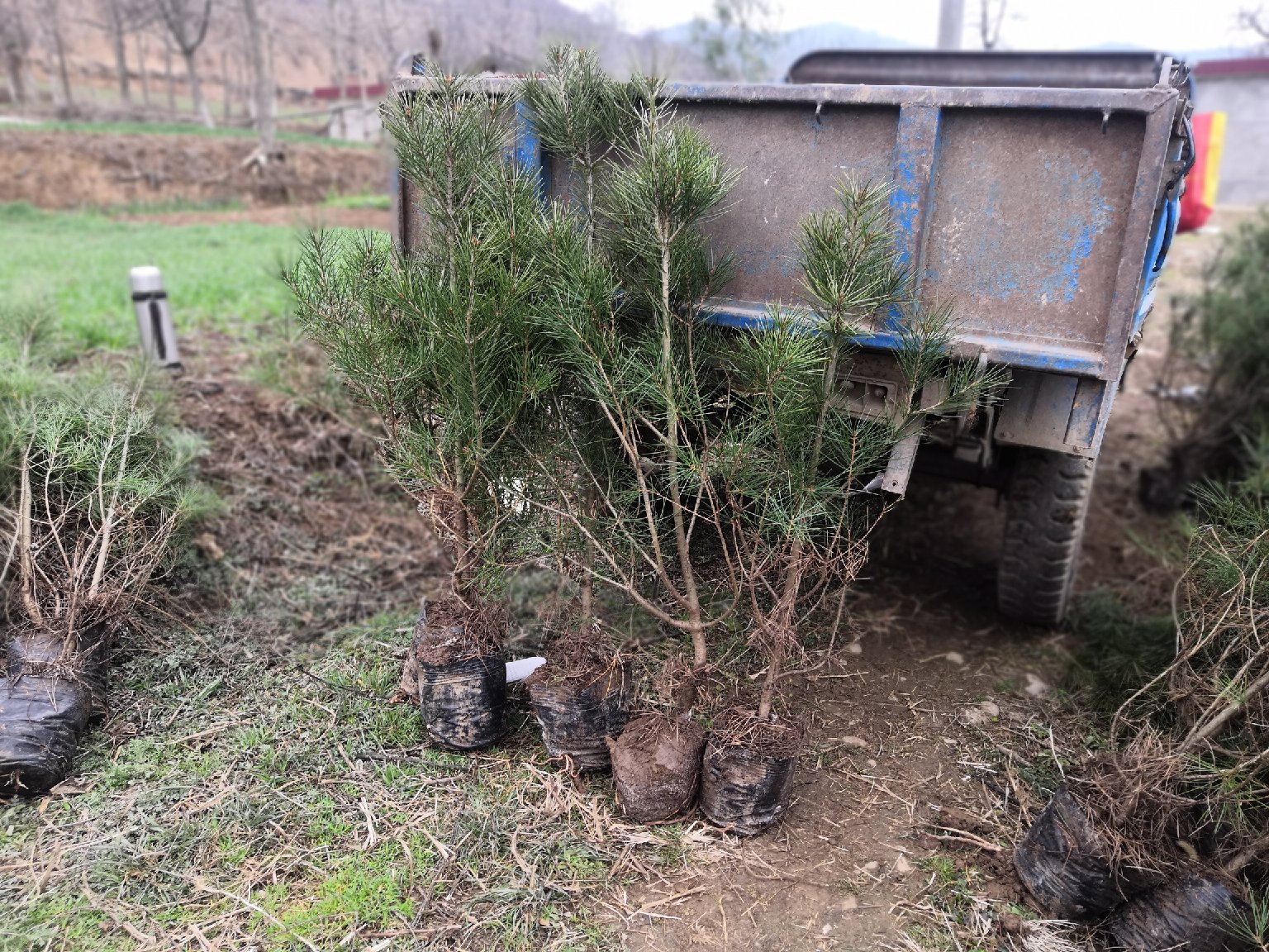 白皮松采购交易市场