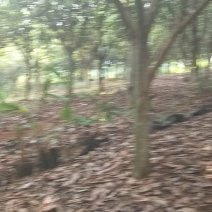 枇杷树