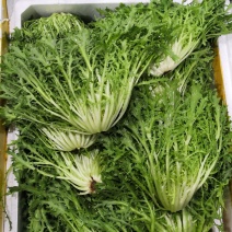 苦苣