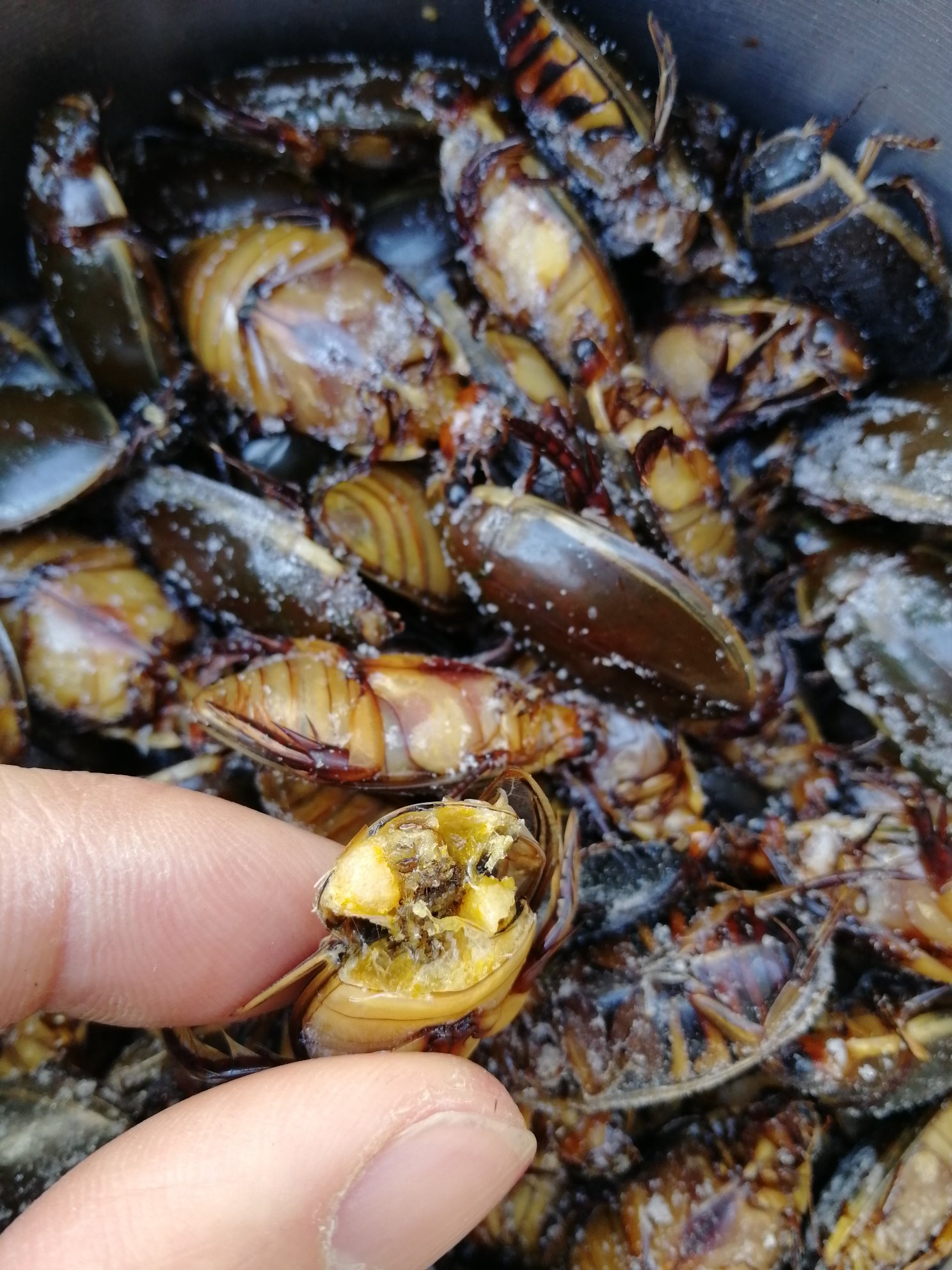 金边龙虱产地直供水蟑螂,黑龙虱,水蜻蜓 活体放尿速冻野生