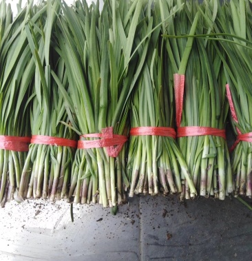 [韭菜批发]地刀汉中红根韭菜价格1.00元/斤 - 一亩田