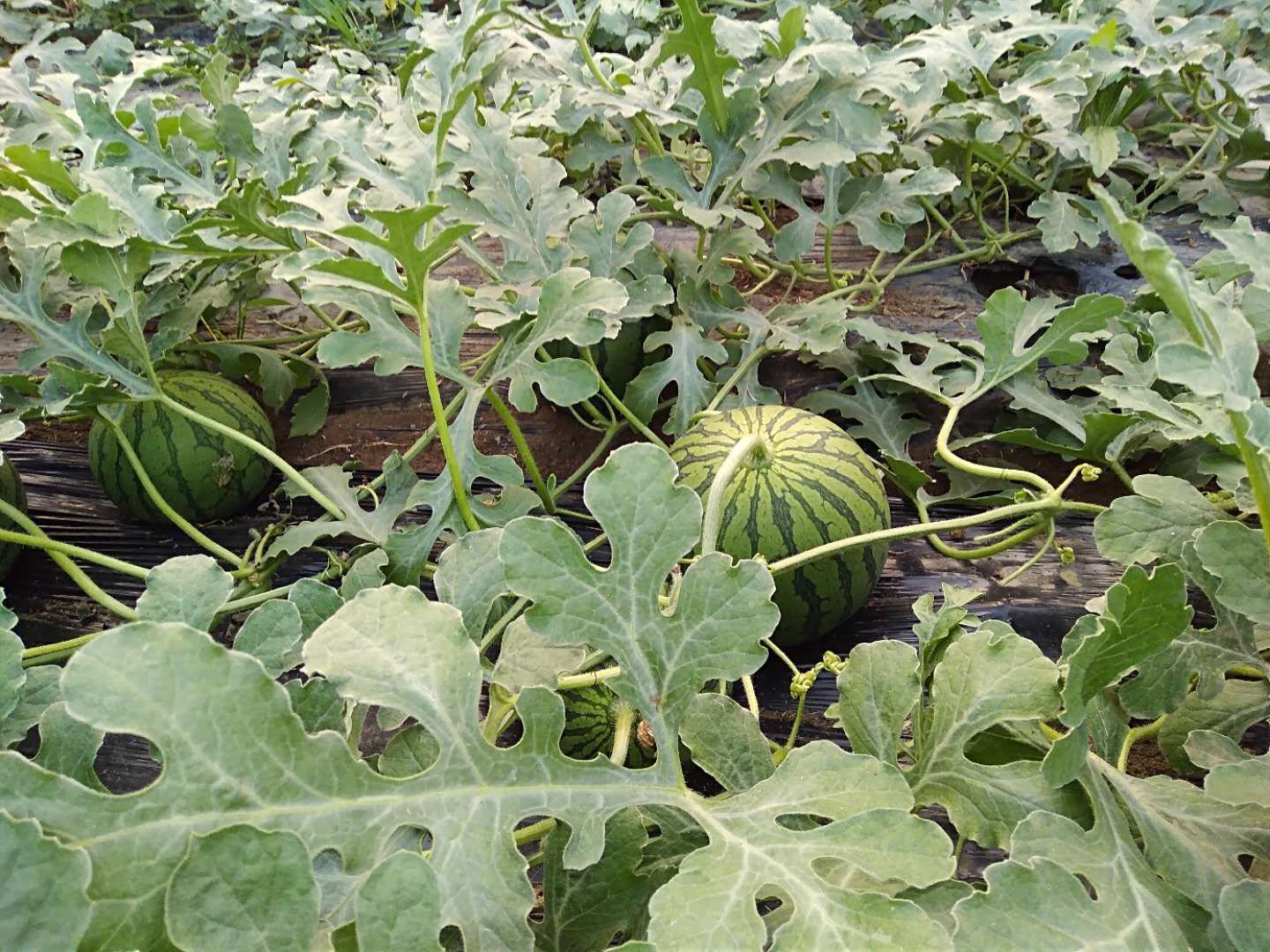 一片开阔的热带瓜田中,绿色条纹的圆形特小凤西瓜静静地躺在褐色沙壤土地上,部分果实半掩于藤蔓之间,阳光斜照,叶片泛着光,远处可见穿着胶鞋的农民正在弯腰查看瓜果成熟情况,展现出典型的海南西瓜种植场景 海南瓜田中的特小凤西瓜