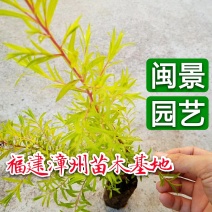 黄金宝树黄金香柳千层金高15到30厘米福建漳州闽景园艺场