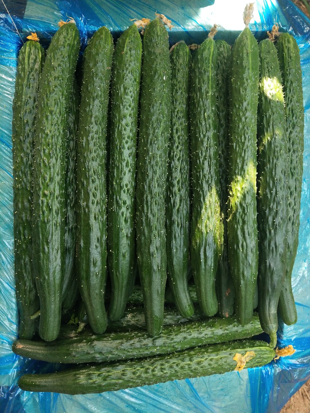 [黄瓜批发]密刺黄瓜 22~25公分 干花带刺价格1.40元/斤 - 一亩田