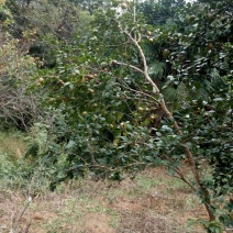 山茶籽油