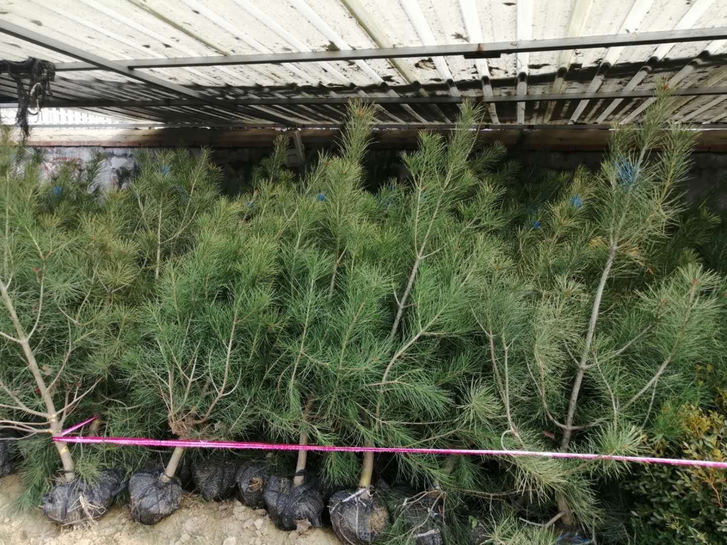 白皮松幼苗生长状态