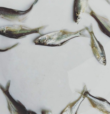 特价出售武昌鱼苗三角边鱼苗沙边鱼苗生长速度快