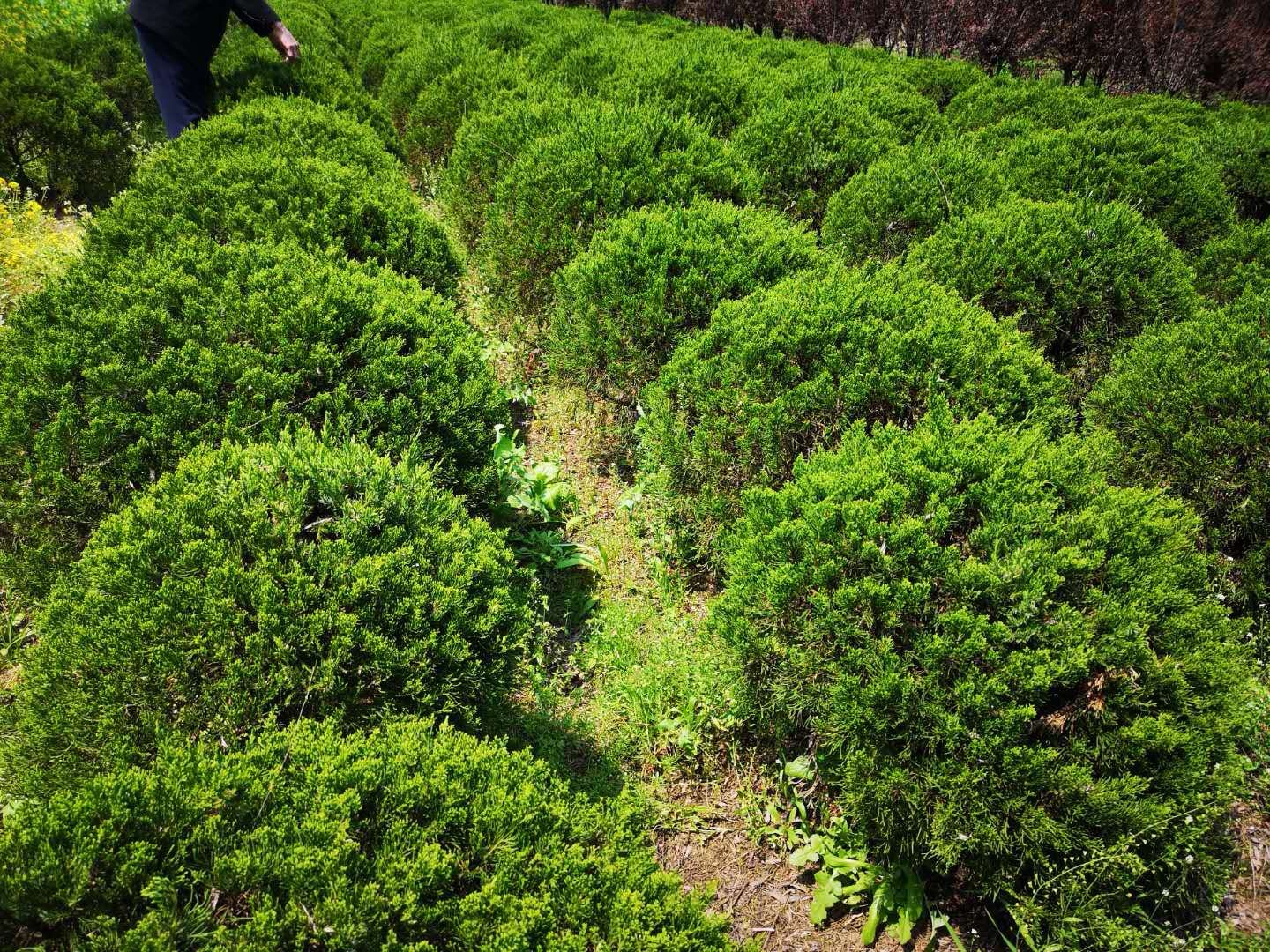 龙柏整体形态特写