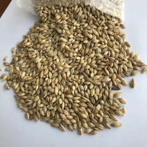 加拿大大麦加麦饲料酿酒鸽粮