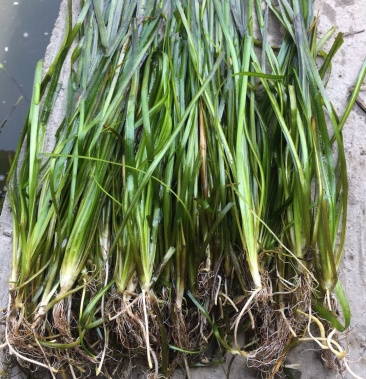 苦草四季常绿水生植物沉水植物