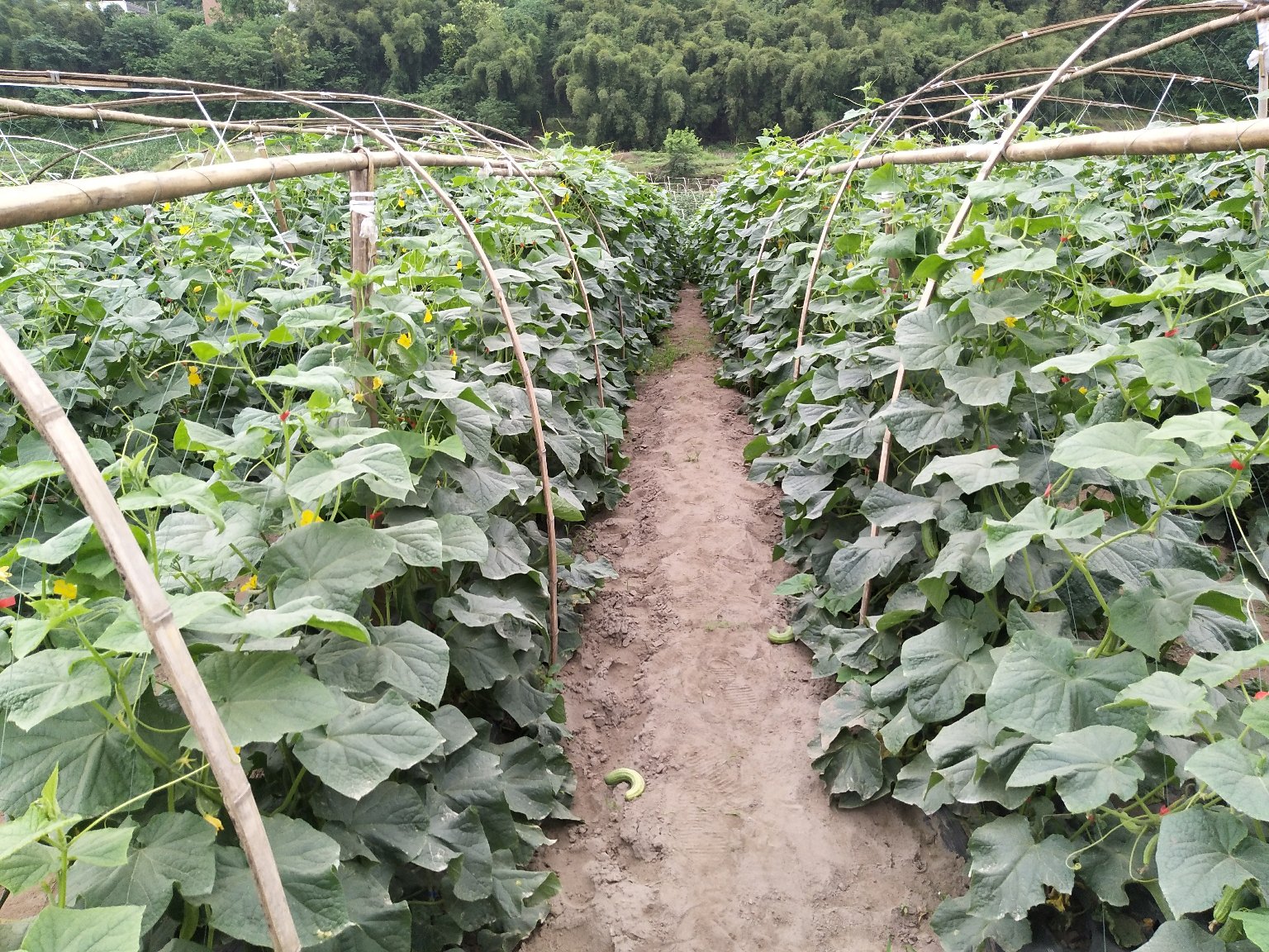 旱黄瓜田间掐尖后管理现场,展示植株生长状态与农技人员操作过程 旱黄瓜田间管理现场图