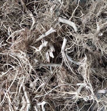 野生白花牛奶根水洗无硫足干阳枝35厘米产地直供省内包邮