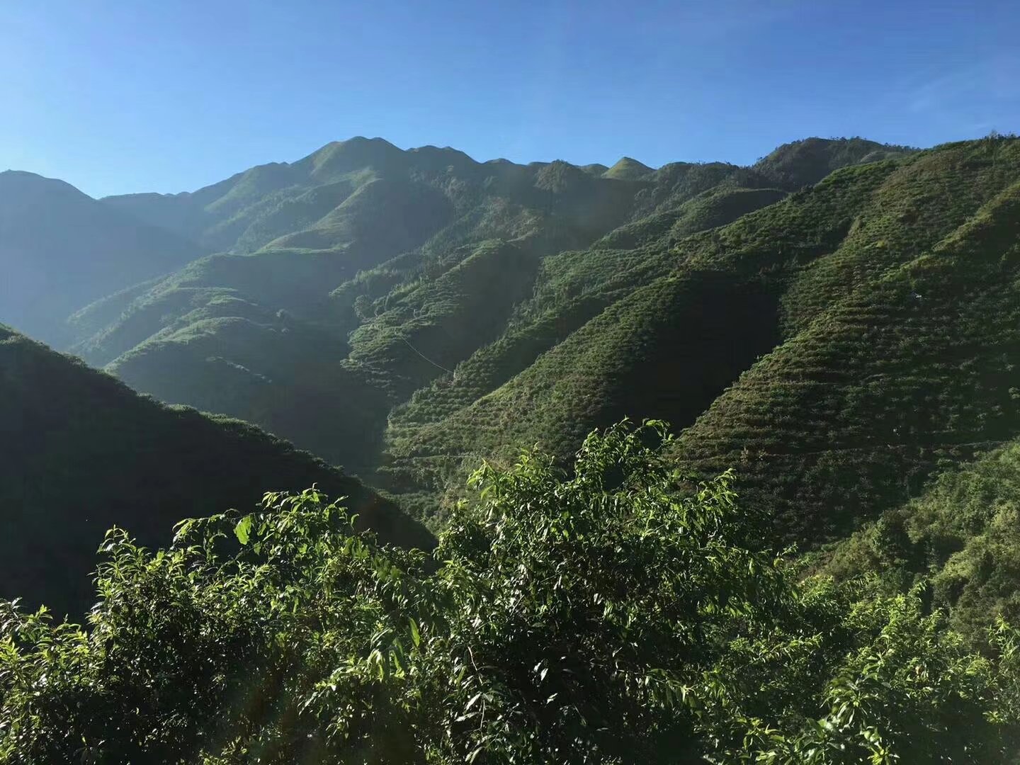 一片郁郁葱葱的李子果园,树木整齐排列,枝头上挂满青黄相间的三棱碧玉李果实;农民正在手工采摘,使用竹筐收集,远处可见山峦起伏和云雾缭绕,体现生态种植环境 奉化三棱碧玉李果园实景