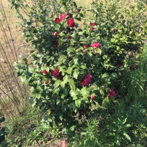 山茶花苗
