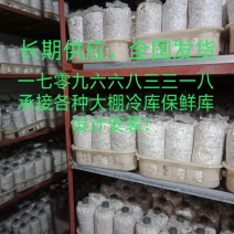 灵芝菌棒
