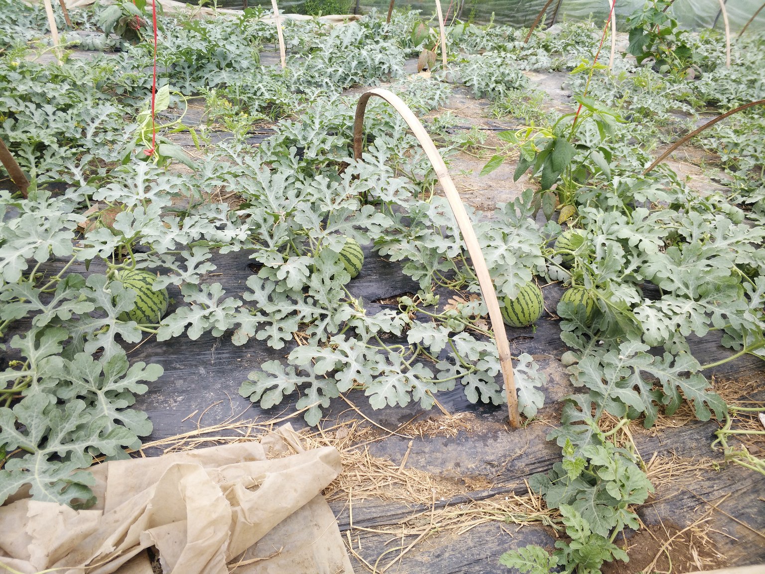 特小凤西瓜自然成熟期田间实景——植株健壮,果实饱满匀称,表皮光滑紧实,呈现典型夏季盛果特征 特小凤西瓜田间成熟实拍:藤蔓上垂挂多个圆润金黄瓤西瓜,果皮青绿带细密深绿条纹,表面泛蜡质光泽,背景可见湿润疏松的沙壤土与晴朗蓝天