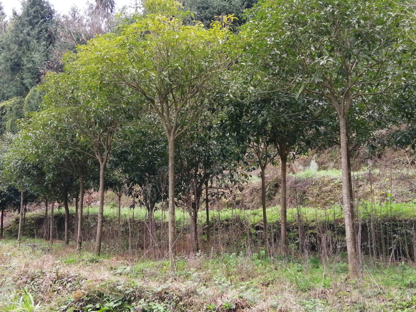 八月桂的自然生长形态