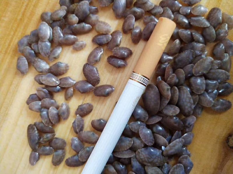 死花蛤与活花蛤对比图 死花蛤与活花蛤对比图