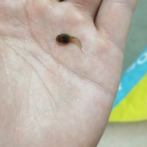 各种规格蝌蚪