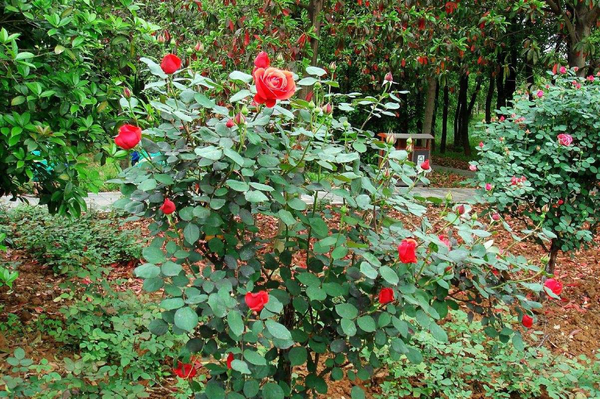 百合花的盛开场景