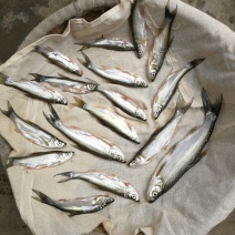 阳干翘嘴白鱼大白刁，餐条9成干水分少