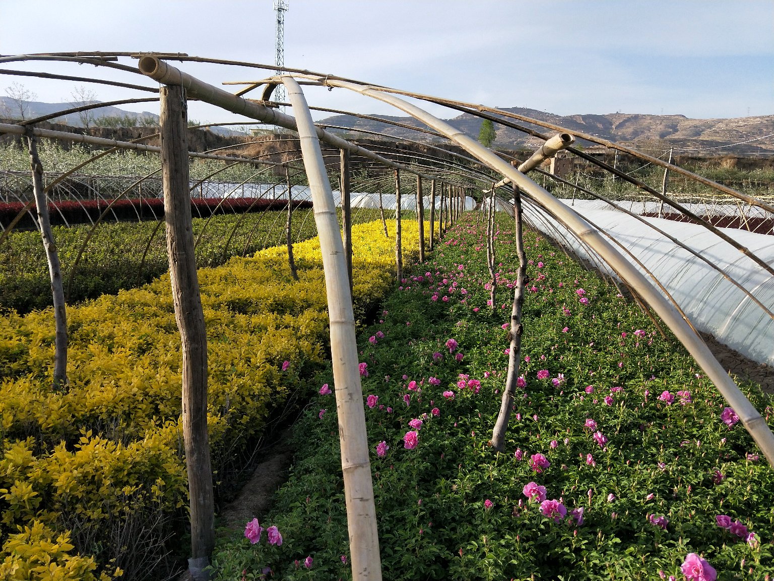 一片四季玫瑰种植区,工人正在使用手持喷雾器进行根部区域喷洒作业,背景中有明显的黄叶植株与健康植株对比,地面覆盖黑色地膜以抑制杂草并保持湿度,体现规范化管理场景 四季玫瑰田间管理场景