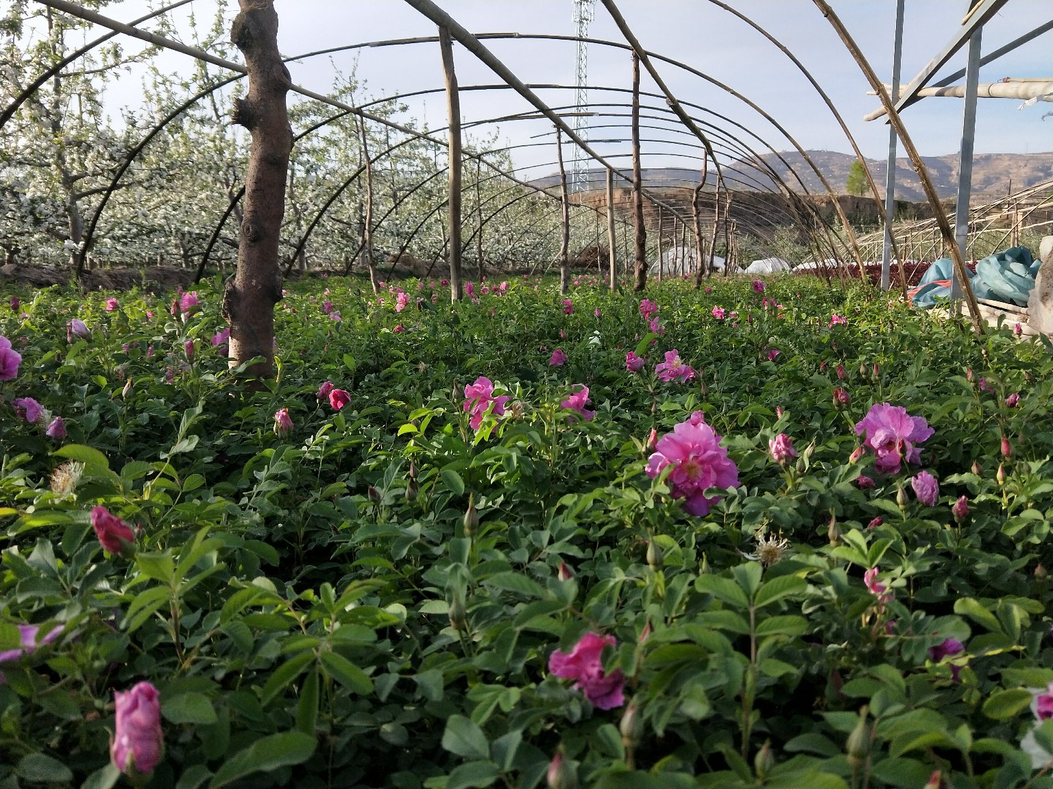 四季玫瑰盛开在花园中