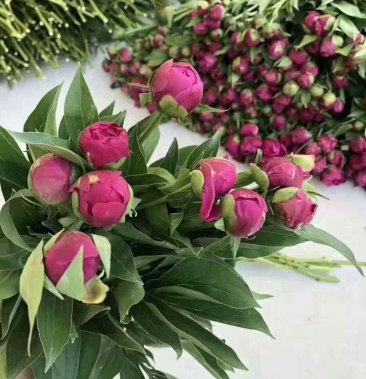 芍药鲜切花大菏泽重瓣花颜色正