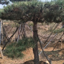 造型松观赏迎客松成品树存活率高欢迎致电咨询