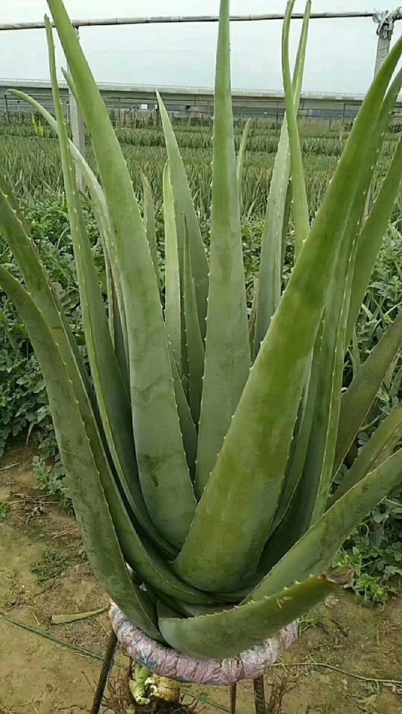 大量销售美容大棵库拉索芦荟