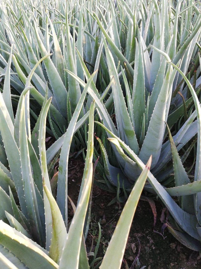 大量销售美容大棵库拉索芦荟