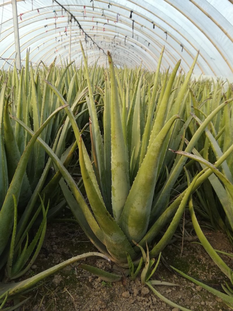 大量销售美容大棵库拉索芦荟