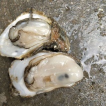 北海生蚝批发