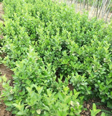 基地直销30公分直立卫矛价格爬行卫矛小叶扶芳藤批发